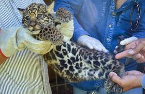 Crónica / Nacieron dos yaguarete'i en el Refugio Faunístico de Yacyretá
