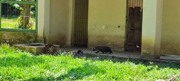 Nacieron dos crías de yaguareté en el Refugio Faunístico Atinguy - Nacionales - ABC Color
