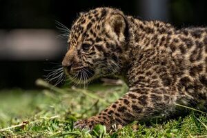 Nacieron dos crías de yaguareté en el Refugio Faunístico Atinguy de la EBY