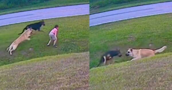 La Nación / Héroe canino: un niño fue estoicamente protegido por su perro