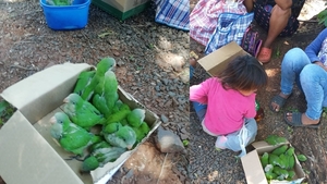 Rescatan loros que vendía mujer indígena con sus pequeños hijos Encarnación