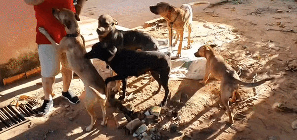 No eran perros de la raza pitbull los que mataron a supuesto ladrón