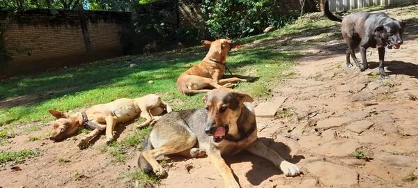 Video: propietario habla sobre cómo son los perros que mataron a un ladrón en su casa - Nacionales - ABC Color