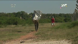 Gancheros de Cateura: Sobreviviendo de la basura - SNT