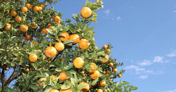 La Nación / Laboratorio de sanidad vegetal y biología molecular del Senave recibe reacreditación