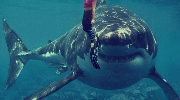 Diario HOY | Cumbre de especies amenazadas aprueba preliminarmente proteger a dos familias de tiburones