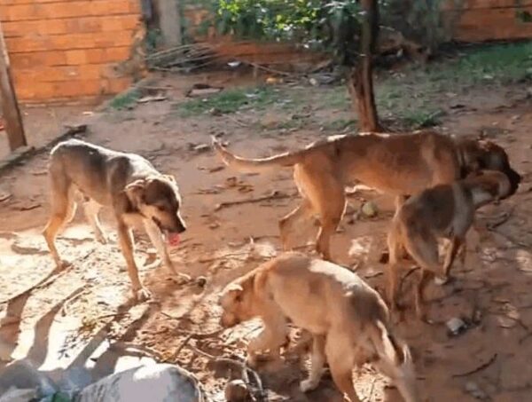 Caacupé: no existe responsabilidad penal de los propietarios por ataque de perros, dice fiscal · Radio Monumental 1080 AM