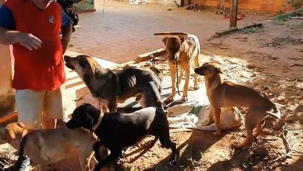 Fiscalía asegura que perros no serán castigados ni su dueño tras muerte