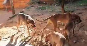 La Nación / Delincuente muerto por perros: de momento no hay responsabilidad penal de dueños de comercio