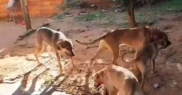 La Nación / Delincuente muerto por perros: de momento no hay responsabilidad penal de dueños de comercio