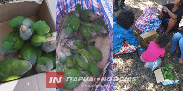 INCAUTARON LORITOS QUE ESTABAN SIENDO COMERCIALIZADOS