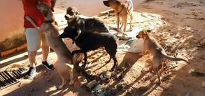 Crónica / No habrá castigo para los firuláis con “alma” de Pitbull que mataron a ladrón, he’i Fiscala