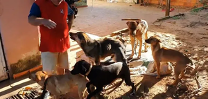 Diario HOY | “No hay responsabilidad penal”: dueño de perros no será investigado tras muerte