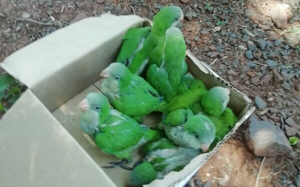 (Video). ‘Loros unidos, jamás serán vencidos’. Rescatan loritos que eran comercializados