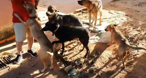 Delincuente muerto por perros: de momento no hay responsabilidad penal de dueños - Noticiero Paraguay