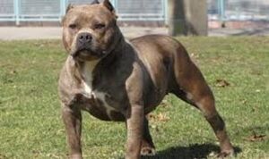 Ladrón ingresó a distribuidora y fue asesinado por cinco pitbulls