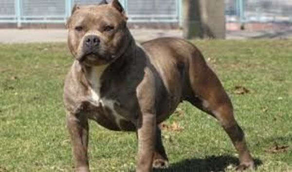 Ladrón ingresó a distribuidora y fue asesinado por cinco pitbulls