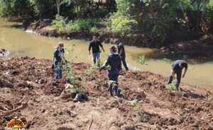 Reforestan bosque que protege al arroyo Amambay