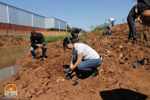 Restauran bosque que protege el arroyo Amambay - Noticde.com