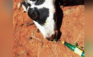 Abigeos faenan una lechera en Mallorquín