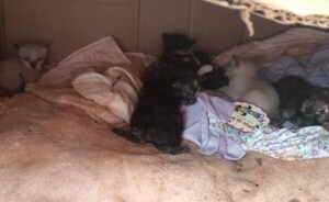 Invitan a feria de adopción de animales rescatados