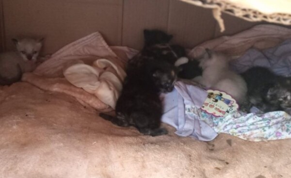 Invitan a feria de adopción de animales rescatados