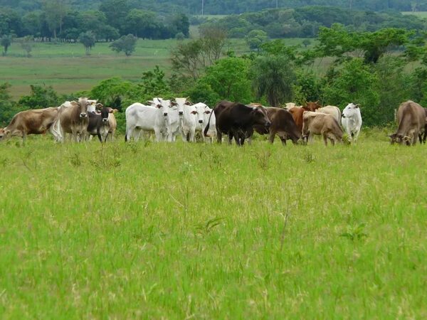 COP27: Pactos climáticos son injustos para países productores de alimentos, afirma experto - Nacionales - ABC Color