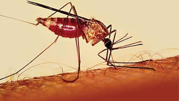 Casos de chikungunya aumentan y superan levemente a los de dengue