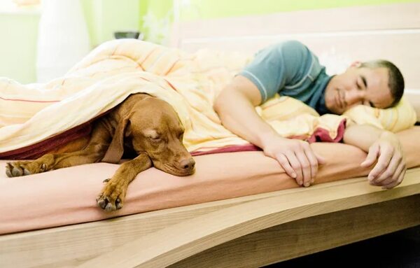 ¿Debe dormir el perro o el gato en la cama? - Mascotas - ABC Color