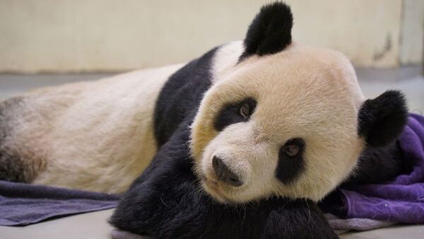 Fallece Tuan Tuan, el oso panda que acercó a China y Taiwán