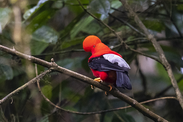 Del cóndor al colibrí: 542 aves hacen de Quito un paraíso del "birdwatching" - MarketData