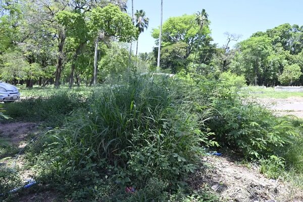 Parque Caballero: montaña de basura y malezas ensombrecen esfuerzos para recuperar el espacio verde - Nacionales - ABC Color