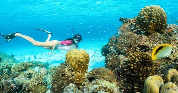 La Nación / Un sepulcro marino en Miami ofrece un hábitat seguro para la fauna acuática