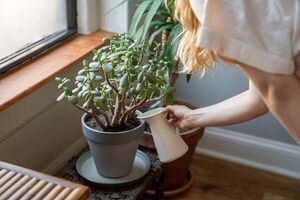 Cómo no matar tus plantas de interior con demasiada agua