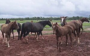 Desangrado de yeguas en Islandia, práctica fustigada por defensores de animales - Mascotas - ABC Color