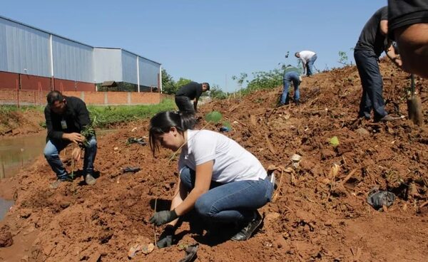 Reforestan franja de protección del arroyo Amambay para evitar inundaciones - ABC en el Este - ABC Color