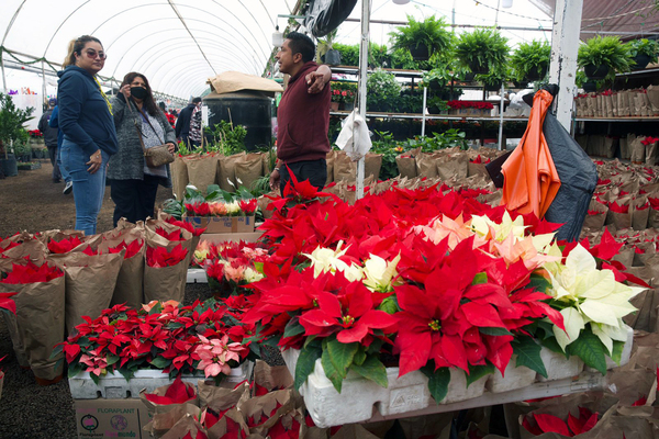 Productores de siete estados mexicanos aseguran abasto de Nochebuena en 2022 - MarketData
