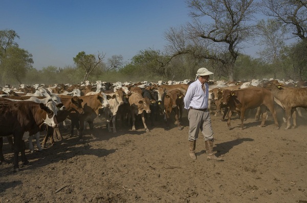 Everdem habilitó pre ofertas para más de 1.500 cabezas de “calidad superior” en feria CEA