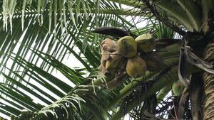 Oenegé denuncia que monos son explotados para recolectar cocos