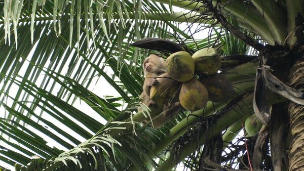 Oenegé denuncia que monos son explotados para recolectar cocos