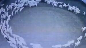 Video viral: Ovejas giran en sentido del reloj desde hace varios días