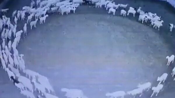 Video viral: Ovejas giran en sentido del reloj desde hace varios días