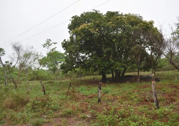 Mediante usucapión quieren recuperar terrenos en Sanber - Nacionales - ABC Color