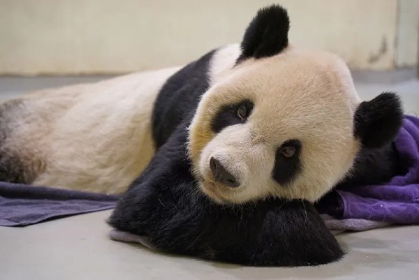Fallece el oso panda que logró el acercamiento entre China y Taiwán