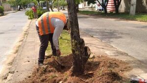 Echaron varios árboles del paseo central de la Avenida Molas López, denuncian vecinos