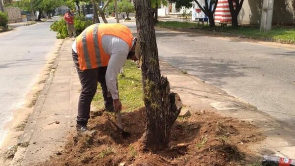 Echaron varios árboles del paseo central de la Avenida Molas López, denuncian vecinos