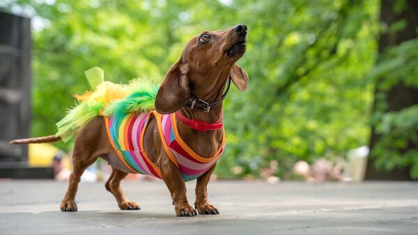 Expo Mascotas 2022 llega con divertida propuesta para toda la familia