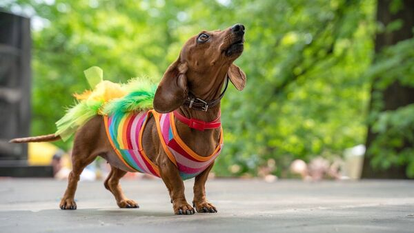 Expo Mascotas 2022 llega con divertida propuesta  para toda la familia