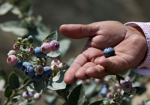 El arándano se convierte en el primer producto de agroexportación de Perú - MarketData