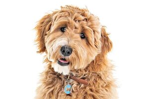 Cortar el pelo de tu mascota ¿es suficiente para que sienta menos calor en el verano? - Mascotas - ABC Color
